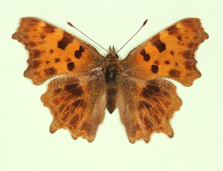 Polygonia c-album female (aberrant form obscura 2) (Internet Image property of respective owner, non-commercial use only)
